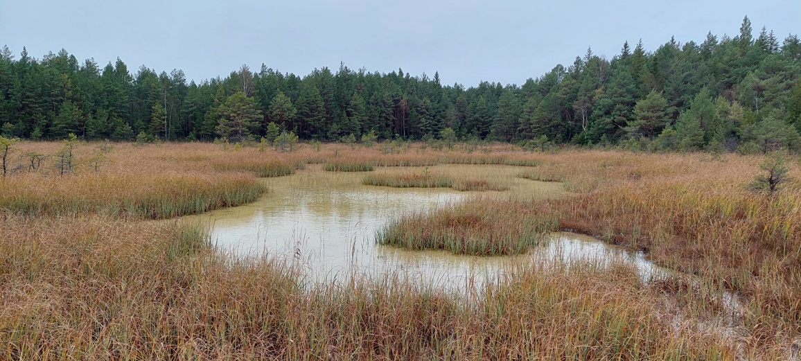 🌿 Kevadpüha loodusretk Valgejärve matkarajal – rabavaikus, järv ja vaated - Image 5