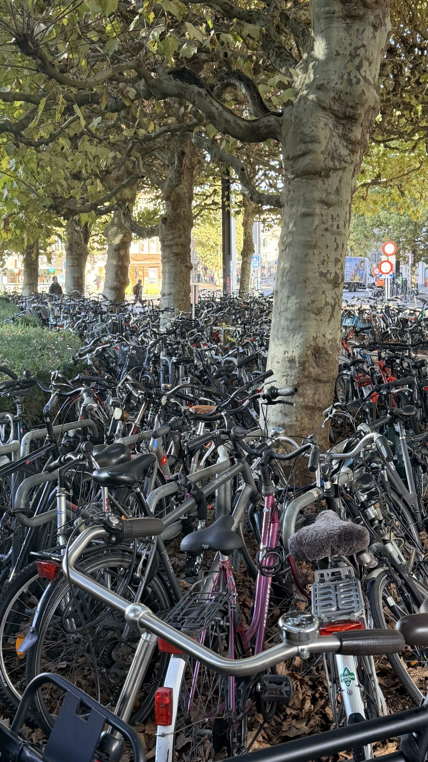 BRÜSSEL ja BRÜGGE - Pilt 5